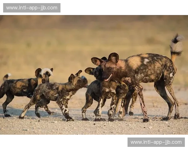 狂野非洲的绿茵巅峰：喀麦隆与尼日利亚的“世纪之战”究竟谁能主宰？